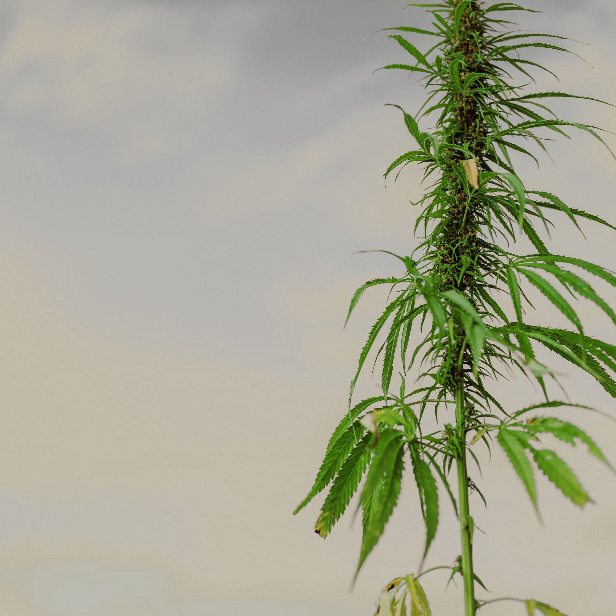 Hemp plant used for CBD wellness products supporting relaxation, recovery, and muscle relief